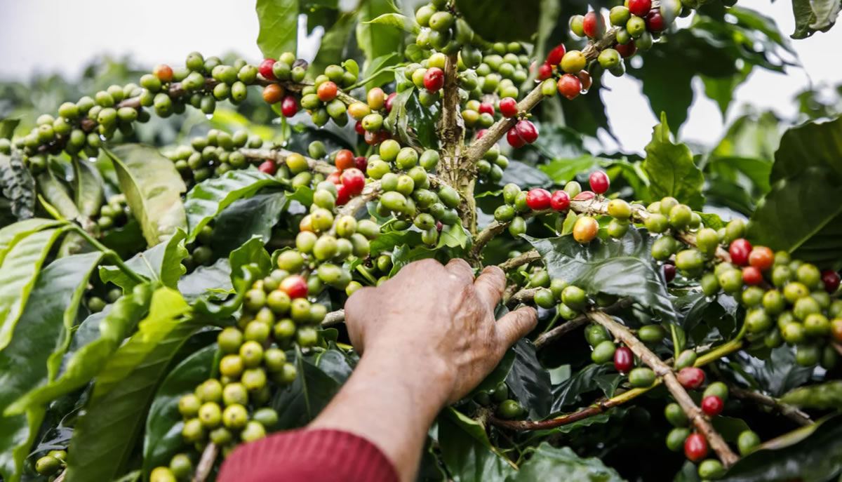 Mano cosechando cerezas de café en la planta